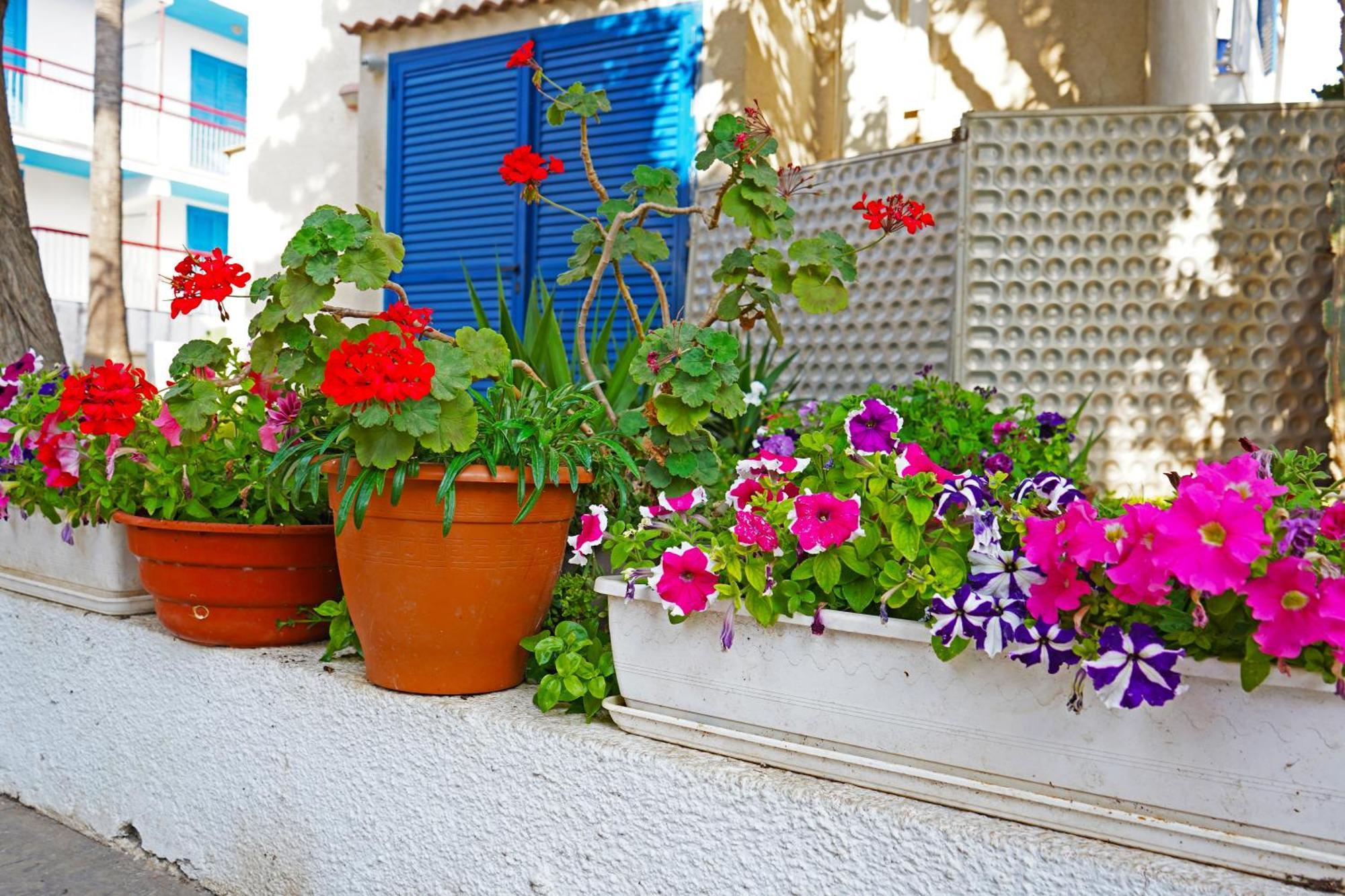 Green Bungalows Hotel Apartments Agia Napa Buitenkant foto